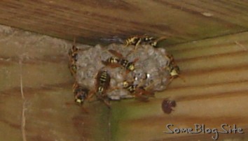 angry wasps at their nest