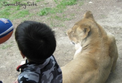 photo of children watching the lion at Zoo Boise