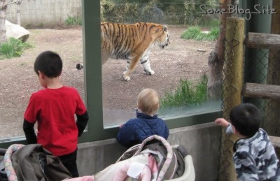 photo of children watching the tiger at Zoo Boise