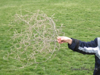 photo of a medium tumbleweed