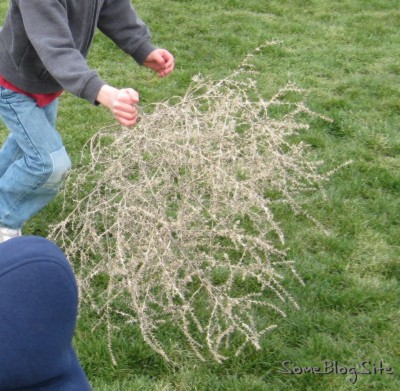 photo of a better tumbleweed