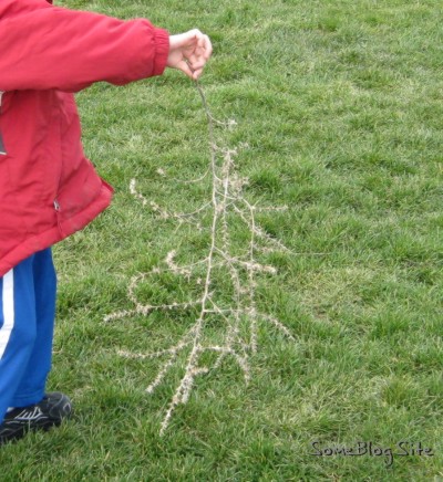 photo of a scraggly tumbleweed