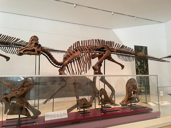image of a dinosaur at the Royal Ontario Museum