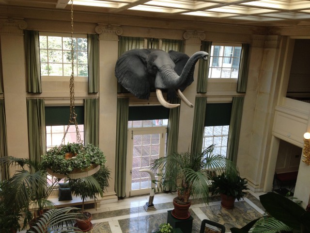 photo of an elephant head at the Eastman House camera and photography museum