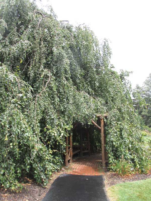 photo of the weeping beech tree in Hershey Gardens