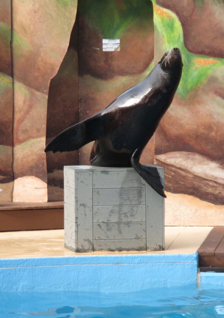 photo of the seal and sea lion show at Hershey Park