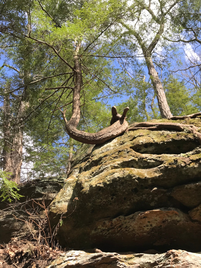 image of a tree that looks like a snail in Hocking Hills Ohio