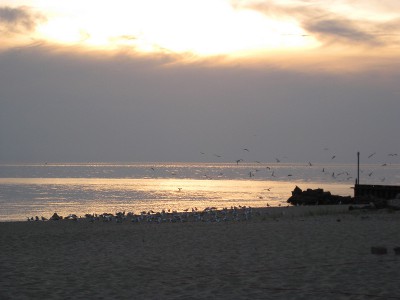 picture of a cloudy sunset on the lake with seagulls on the beach