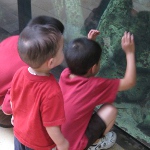 picture of children looking at a tank in Shedd Aquarium