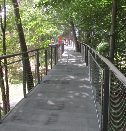 image of the canopy walk at Dow Gardens