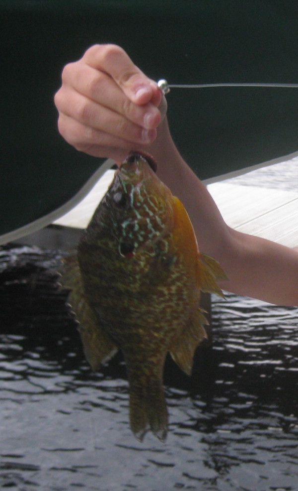 photo of a caught sunfish