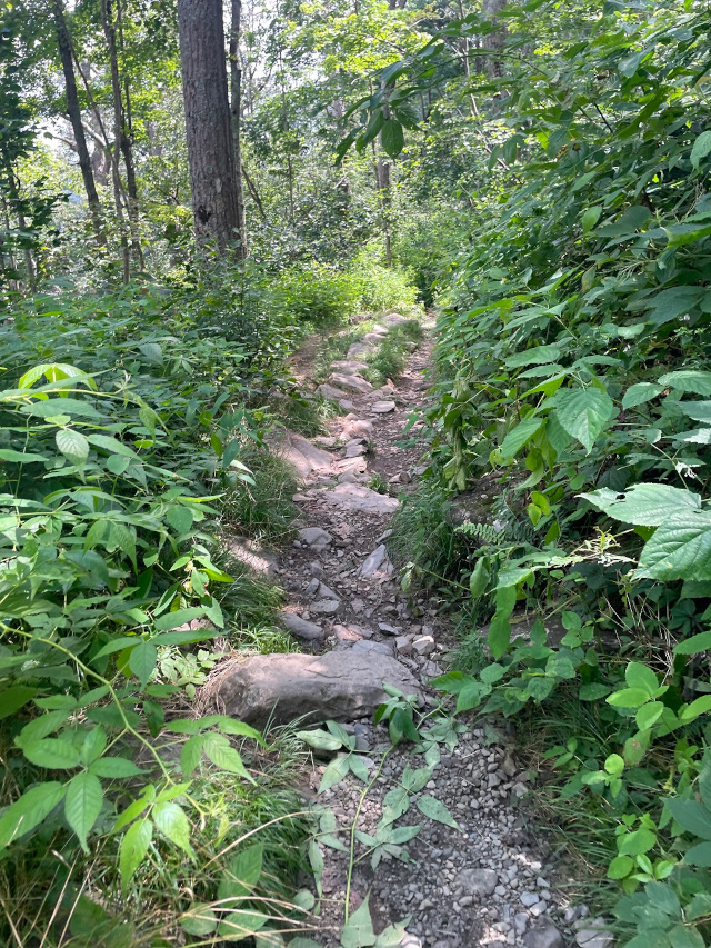 image of the Appalachian Trail at Skyline Drive in Shenandoah National Park in Virginia