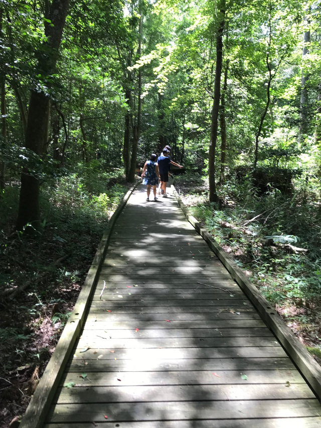 image of the boardwalk at the great dismal swamp state park in Virginia