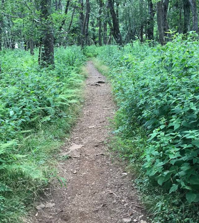image of the trail for Dark Hollow Falls at Skyline Drive in Shenandoah National Park in Virginia