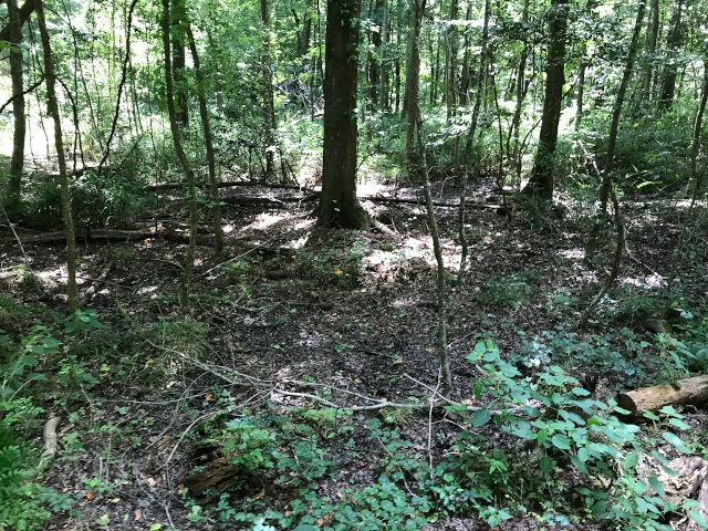 image of the swamp at the great dismal swamp state park in Virginia