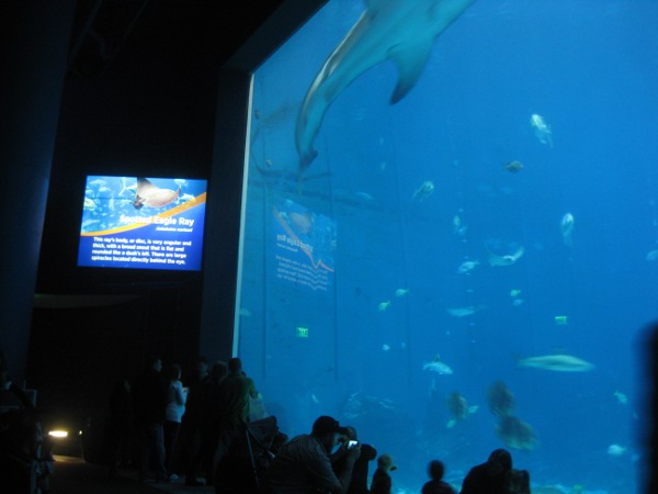 photo of the large fish tank at the Georgia Aquarium