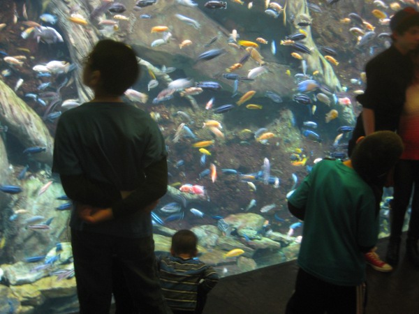 photo of a small fish tank at the Georgia Aquarium