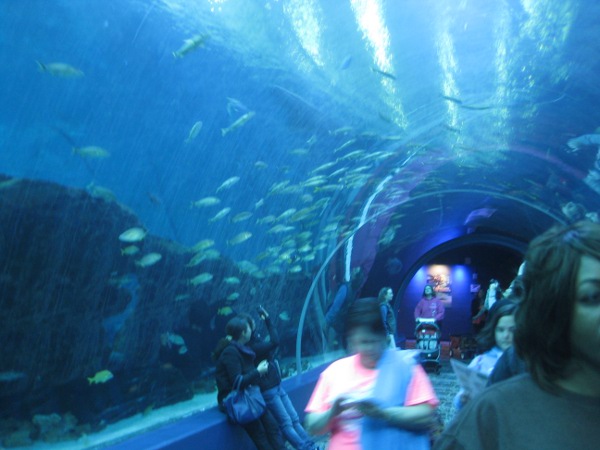 photo of the large fish tank tunnel at the Georgia Aquarium