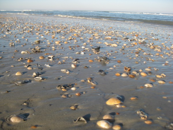 photo of shells on the beach in St. Augustine, FL