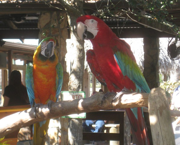 photo of some birds (macaws) at Gatorland in Orlando, FL