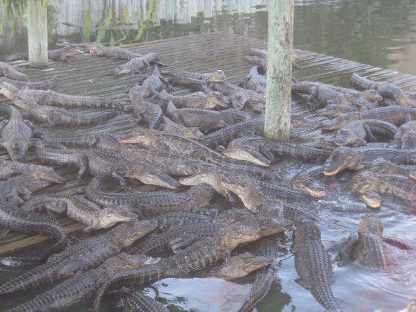 photo of a feeding of the gators at Gatorland in Orlando, FL