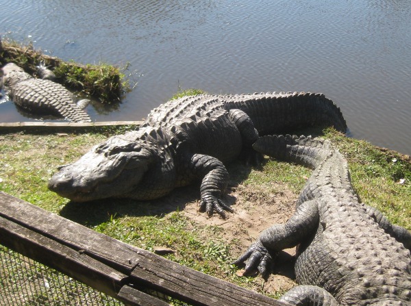 photo of alligators at Gatorland in Orlando, FL