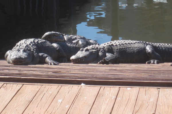photo of gators at Gatorland in Orlando, FL