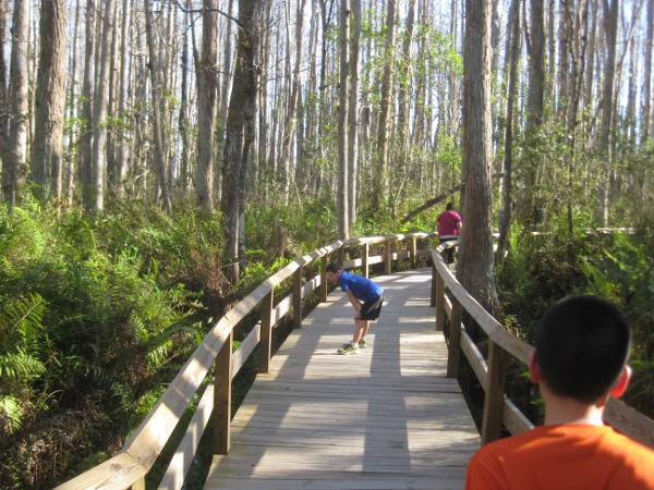 photo of the swamp walk at Gatorland in Orlando, FL