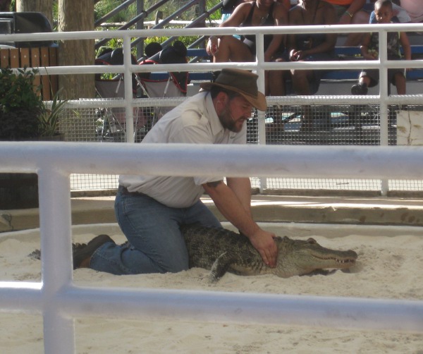 photo of gator wrestling at Gatorland in Orlando, FL