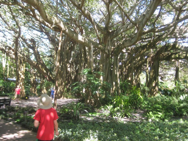 photo of the banyan tree at Cypress Gardens at Legoland in Orlando, FL
