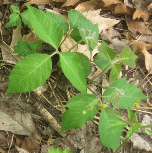 photo of poison ivy at Pokagon State Park in Angola Indiana