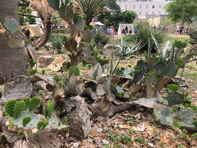 image of the plants on the grounds of the Alamo in the San Antonio Texas area