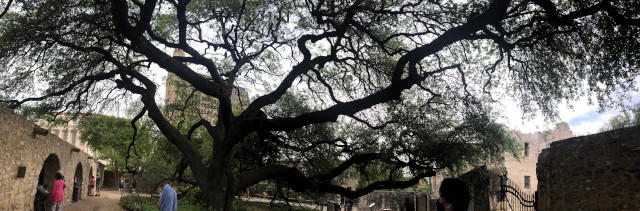 image of the Alamo oak tree in the San Antonio Texas area
