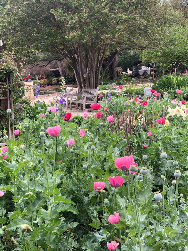 image of the flowers at the botanical gardens in the San Antonio Texas area