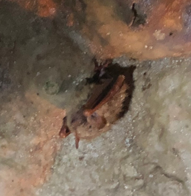 image of a bat at Cascade Caverns in the San Antonio Texas area