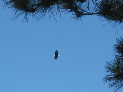 picture of a bald eagle flying