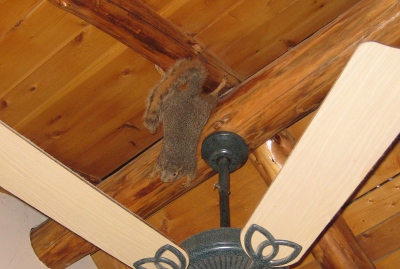 picture of a squirrel on the ceiling of a cabin