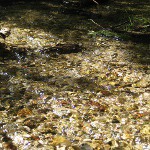 picture of a pebbles and stones in a shallow, crystal-clear creek at Iargo Springs