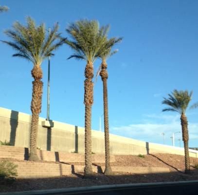 photo of palm trees outside the Las Vegas airport