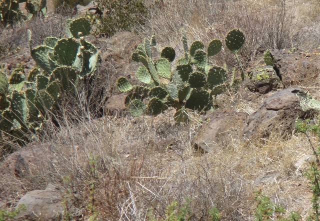 image of a cactus on the outskirts of Phoenix