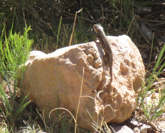 image of a lizard at the Grand Canyon