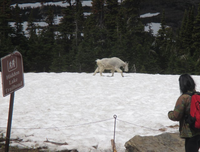 image of the Logan Pass goat in Glacier National Park