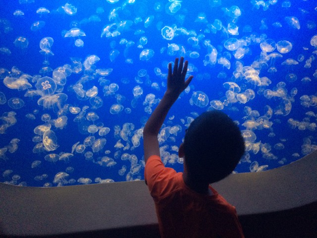 image of aquarium in Monterey