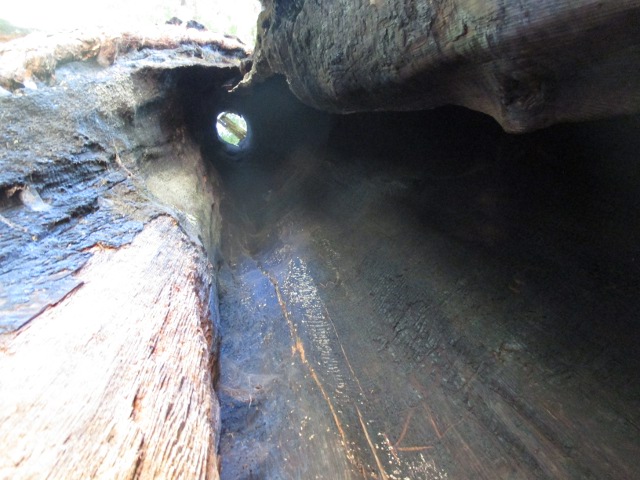 image of the hollow redwoods in California