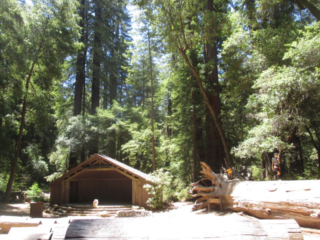 image of redwoods in California