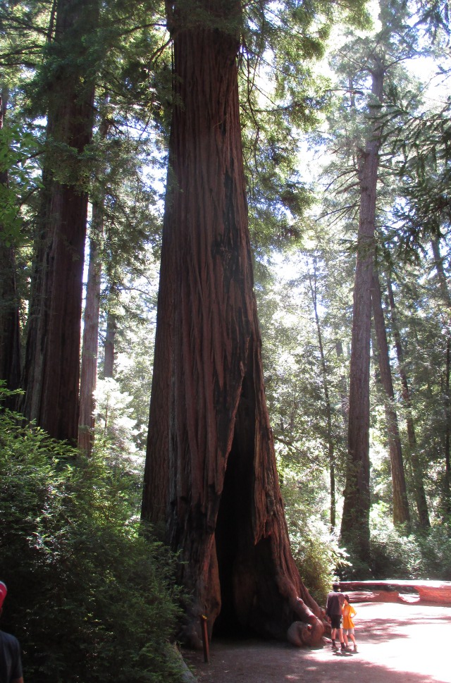 image of redwoods in California