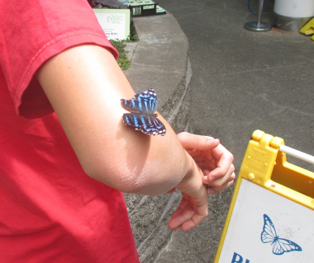 image of the butterfly of the science museum in Seattle