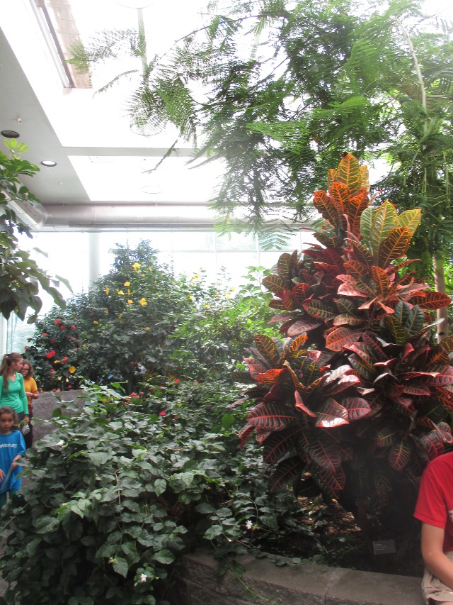 image of the butterflies of the science museum in Seattle