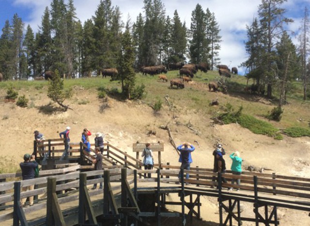 image of some bison at Yellowstone National Park