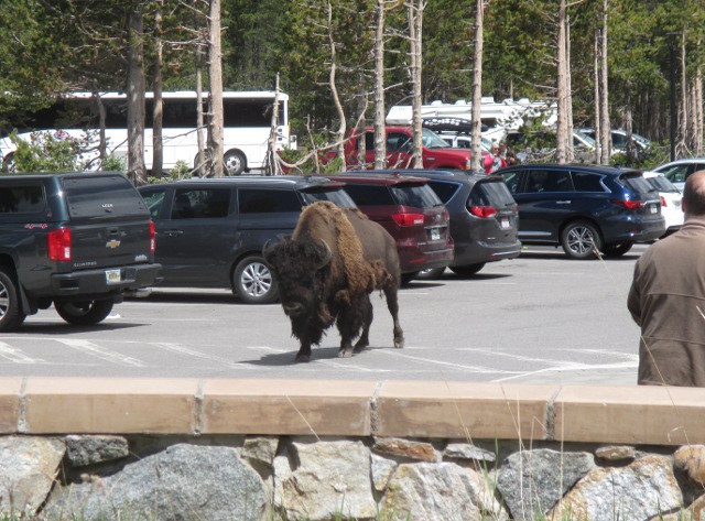 image of a bison in the parking lot at Yellowstone National Park